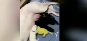 Зелено кученце се роди в Северна Каролина (ВИДЕО)