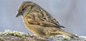 Човек върна към живот замръзнало врабче (ВИДЕО)