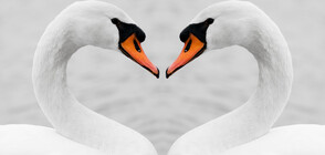 10 двойки от царството на животните, които остават заедно завинаги (ГАЛЕРИЯ)