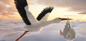 Бейби бум в селото, осиновило 16 щъркелови гнезда