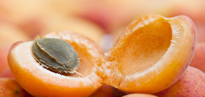 Кайсиевите ядки могат да помогнат в борбата с рака