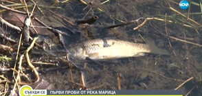 Установиха замърсителя на река Марица, изтровил голямо количество риба (ВИДЕО)