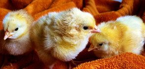 Франция спира избиването на мъжките пилета в птицефермите