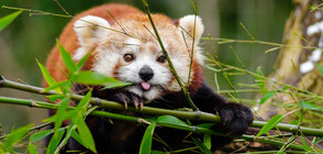 Откраднати мигове от живота на животните (ГАЛЕРИЯ)