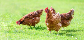 Умъртвяват 40 000 кокошки заради птичи грип в Пловдивско
