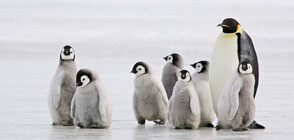 Пингвините в Антарктика намаляват