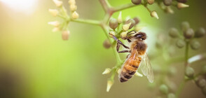 Учени дешифрираха танца на пчелите