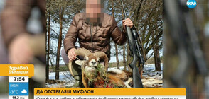 ДА ОТСТРЕЛЯШ МУФЛОН: Снимка на ловец с убито животно предизвика гневни реакции
