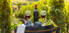 Посланик Мустафа заряза лозя на Трифон Зарезан (ВИДЕО)