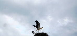 "Осинови щъркелово гнездо" - инициатива на природозащитниците от Гоце Делчев и Баничан