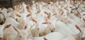 Откраднаха 110 кози от стадо на животновъд (ВИДЕО)