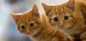 Две котки в Ню Йорк са заразени с коронавирус