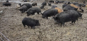 Ще изчезне ли породата Източнобалканска свиня? (ВИДЕО)