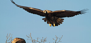 Нови три двойки царски орли са открити в района на Сливен