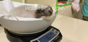 Излюпи се първото брадато лешоядче за 2020-а у нас (ВИДЕО+СНИМКИ)