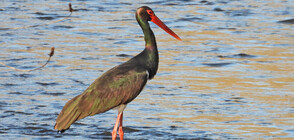 ИДВА ПРОЛЕТТА: Двойка черни щъркели се появиха край Харманли