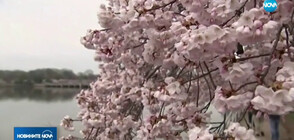 ПЪРВА ПРОЛЕТ: Цъфнаха черешите във Вашингтон (ВИДЕО)