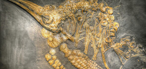 Учени откриха останки от летящи влечуги, живели в Сахара преди 100 млн. години