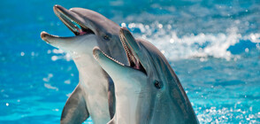 Делфини пеят дуети в синхрон, за да впечатлят женските (ВИДЕО)