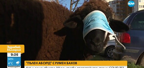 „ПЪЛЕН АБСУРД”: Столична овца спазва препоръките срещу COVID-19 (ВИДЕО)