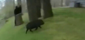 Близо час полицаи от САЩ гониха избягало прасе