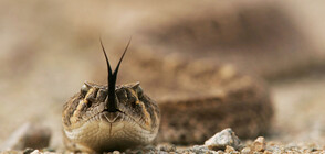 Нов вид пепелянка носи името на герой от поредицата „Хари Потър“ (СНИМКИ)