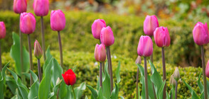 В Япония окосиха стотици хиляди лалтета