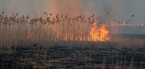 Пожари опустошиха най-големия природен резерват в Полша (СНИМКИ)