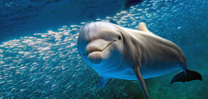 Делфини се появиха близо до туристически обект в Истанбул (ВИДЕО)