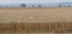 Състоянието на пшеничните посеви в Североизточна България е критично