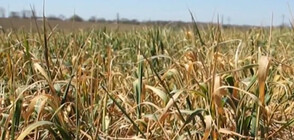 30% по-ниски добиви на зърно, отчитат земеделците