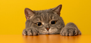 Котката на Путин - в изолация