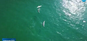 Делфините се върнаха на къмпинг „Силистар“ (ВИДЕО)