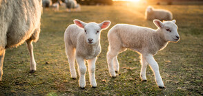 В СЕМЕЙНАТА ОВЦЕФЕРМА: Разказ от село Щърково за радостта от работата и в празнични дни