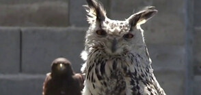 Как се отглежда една от най-интелигентните хищни птици? (ВИДЕО)