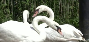 Пуснаха три лебеда на свобода в Бургас (ВИДЕО)