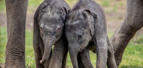 Две малки слончета направиха дебют пред публика в зоопарка в Прага (ВИДЕО+СНИМКИ)