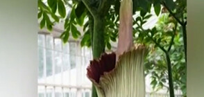 Цъфна най-голямото цвете в света