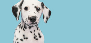 Далматинка роди 18 кученца (СНИМКИ)