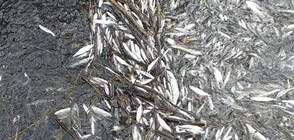 Стотици килограми мъртва риба на брега на Варненското езеро (ВИДЕО+СНИМКИ)