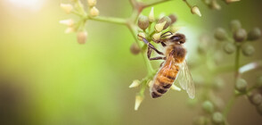 70% от пчелите в Тервелско са унищожени
