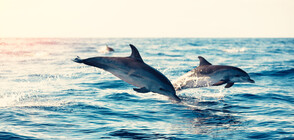 Морето изхвърли мъртви делфини край Созопол (ВИДЕО)