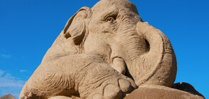 ИЗКУСТВО ОТ ПЯСЪК: В царството на животните (СНИМКИ)