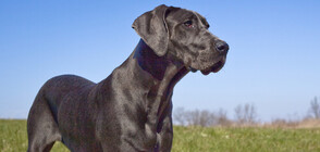 Най-високото куче в света постави нов рекорд (СНИМКА)