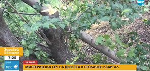 Вандали секат дървета в квартал в София (ВИДЕО)