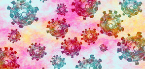 Над половината от изследваните за COVID-19 в Бергамо имат антитела