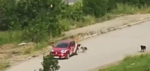 "ПЪЛЕН АБСУРД": Глутница кучета тормози жители на столичен квартал