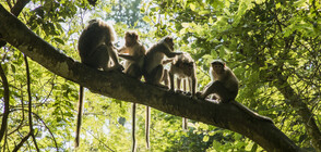 Десетки маймуни избягаха от зоопарк в Япония (ВИДЕО)