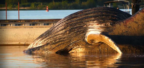 Извадиха 17-тонен гърбат кит от водите край Монреал (ВИДЕО)