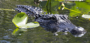 Стопанин спаси кучето си след ръкопашна схватка с алигатор